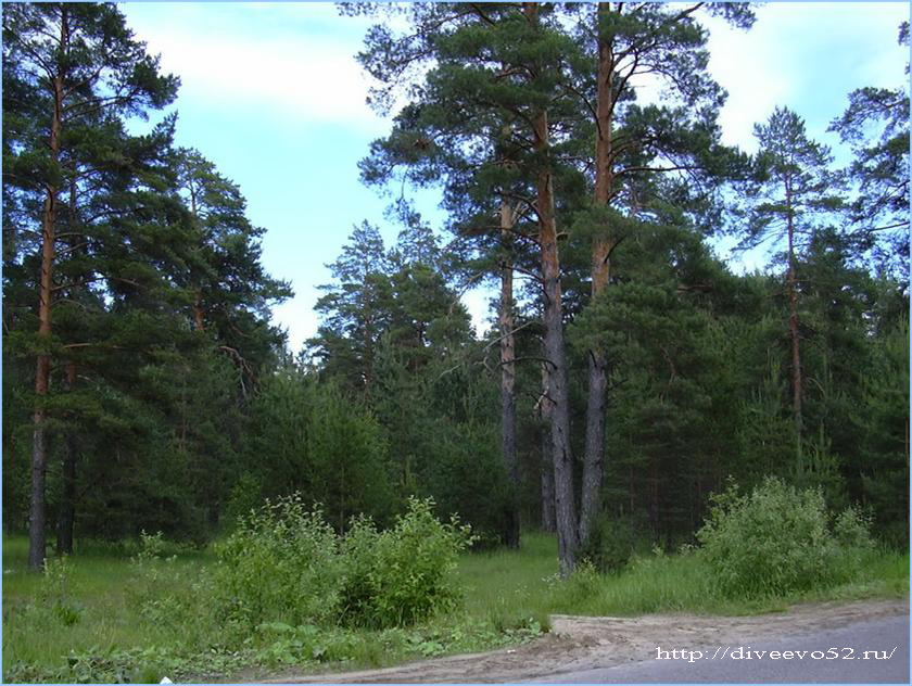 Нижегородская область, Дивеевский район: лесной массив в окрестностях села Дивеева